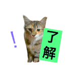 猫のアンより愛を込めて（個別スタンプ：15）