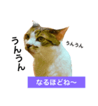 猫のアンより愛を込めて（個別スタンプ：16）