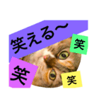 猫のアンより愛を込めて（個別スタンプ：17）