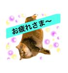 猫のアンより愛を込めて（個別スタンプ：18）