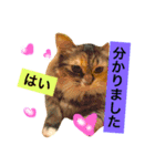 猫のアンより愛を込めて（個別スタンプ：20）