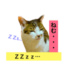 猫のアンより愛を込めて（個別スタンプ：21）