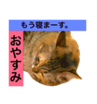 猫のアンより愛を込めて（個別スタンプ：22）