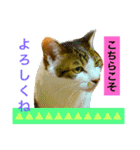 猫のアンより愛を込めて（個別スタンプ：23）