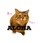 猫のアンより愛を込めて（個別スタンプ：24）