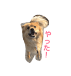 ペスの日常。（個別スタンプ：2）