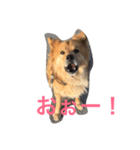 ペスの日常。（個別スタンプ：5）