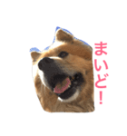 ペスの日常。（個別スタンプ：7）