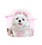 くぅちゃんファッションスタンプ（個別スタンプ：1）