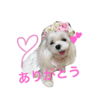 くぅちゃんファッションスタンプ（個別スタンプ：3）