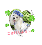 くぅちゃんファッションスタンプ（個別スタンプ：4）