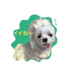 くぅちゃんファッションスタンプ（個別スタンプ：10）
