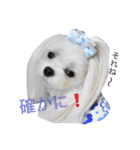くぅちゃんファッションスタンプ（個別スタンプ：11）