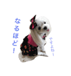くぅちゃんファッションスタンプ（個別スタンプ：13）