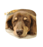 LEO＆NANA stamp（個別スタンプ：2）
