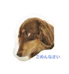 LEO＆NANA stamp（個別スタンプ：3）