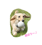 LEO＆NANA stamp（個別スタンプ：7）