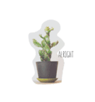 植物おじさん（個別スタンプ：3）