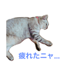 猫のクゥ。（個別スタンプ：16）