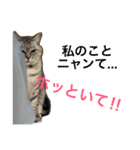 猫のクゥ。（個別スタンプ：17）