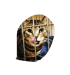 うちの猫【ぞろ】（個別スタンプ：4）