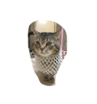 うちの猫【ぞろ】（個別スタンプ：6）