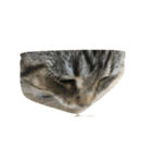 うちの猫【ぞろ】（個別スタンプ：8）