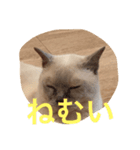 サム（個別スタンプ：2）