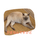 サム（個別スタンプ：3）