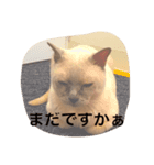サム（個別スタンプ：6）