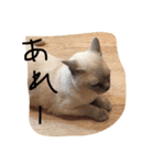 サム（個別スタンプ：7）