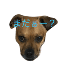 テツ＆634（個別スタンプ：1）