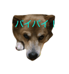 テツ＆634（個別スタンプ：8）