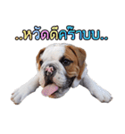 Happy bulldog Moo-wan II（個別スタンプ：1）