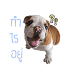 Happy bulldog Moo-wan II（個別スタンプ：2）