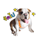 Happy bulldog Moo-wan II（個別スタンプ：3）