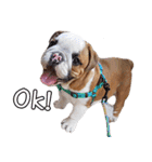 Happy bulldog Moo-wan II（個別スタンプ：5）