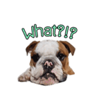 Happy bulldog Moo-wan II（個別スタンプ：6）