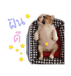 Happy bulldog Moo-wan II（個別スタンプ：8）