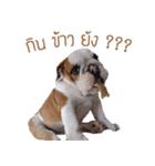 Happy bulldog Moo-wan II（個別スタンプ：9）