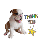Happy bulldog Moo-wan II（個別スタンプ：10）