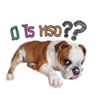 Happy bulldog Moo-wan II（個別スタンプ：12）