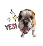 Happy bulldog Moo-wan II（個別スタンプ：13）