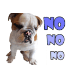 Happy bulldog Moo-wan II（個別スタンプ：14）