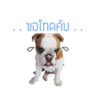 Happy bulldog Moo-wan II（個別スタンプ：15）