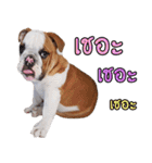Happy bulldog Moo-wan II（個別スタンプ：16）