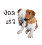 Happy bulldog Moo-wan II（個別スタンプ：17）