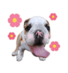 Happy bulldog Moo-wan II（個別スタンプ：18）