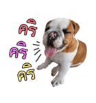 Happy bulldog Moo-wan II（個別スタンプ：19）