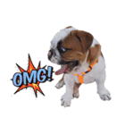 Happy bulldog Moo-wan II（個別スタンプ：20）